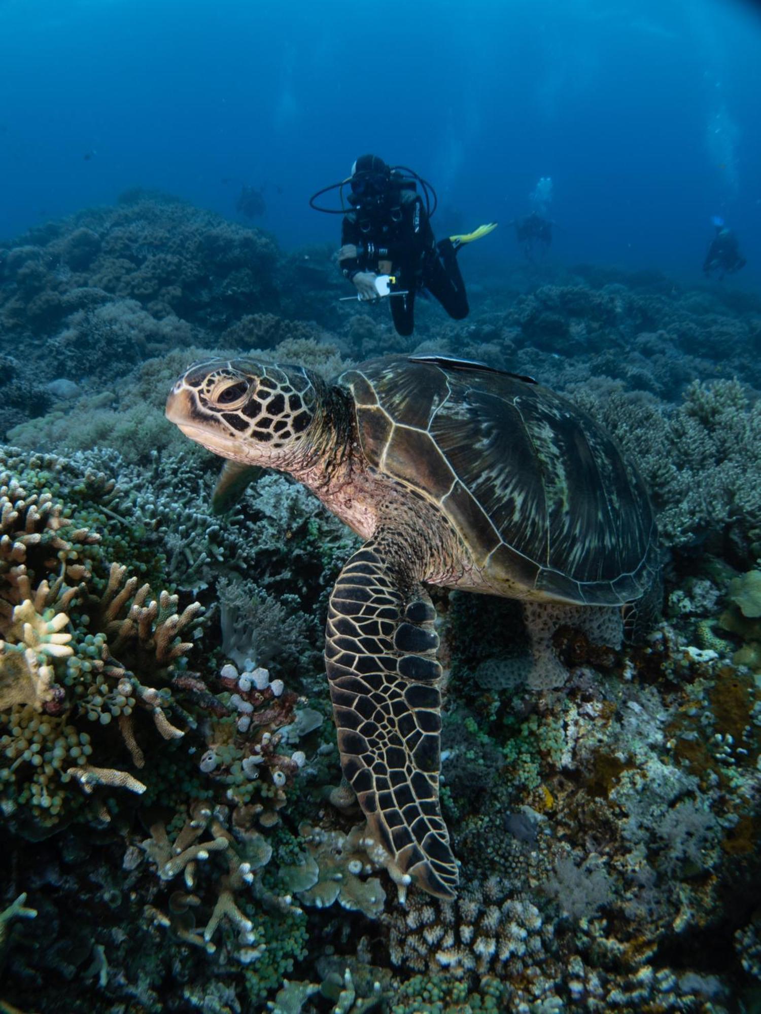 Vitaminsea Room Dauin Εξωτερικό φωτογραφία