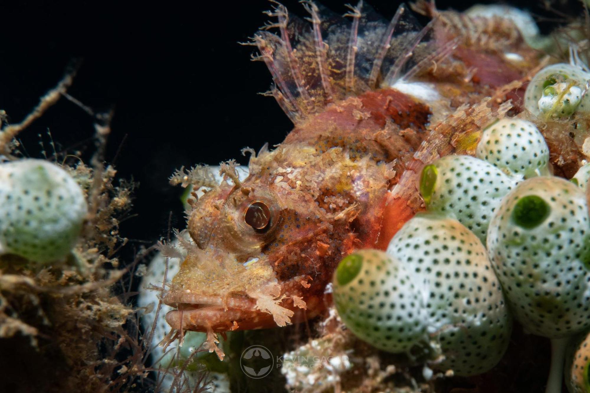 Vitaminsea Room Dauin Εξωτερικό φωτογραφία